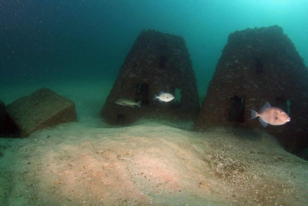 triggerfish near structure