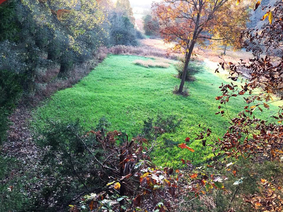 late season deer hunting food plot