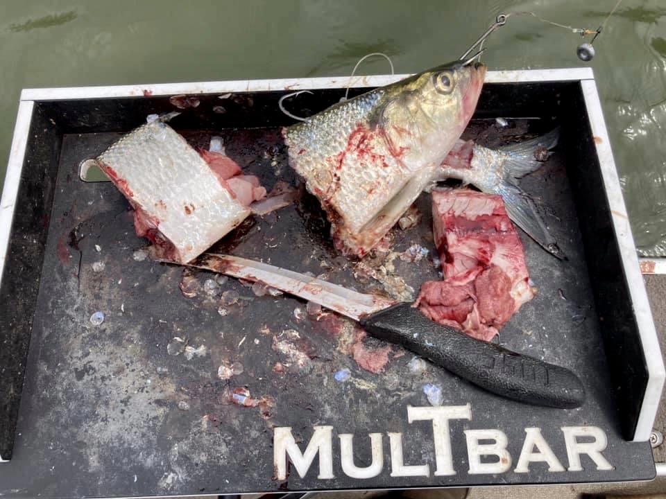 cut bait for best catfishing rig