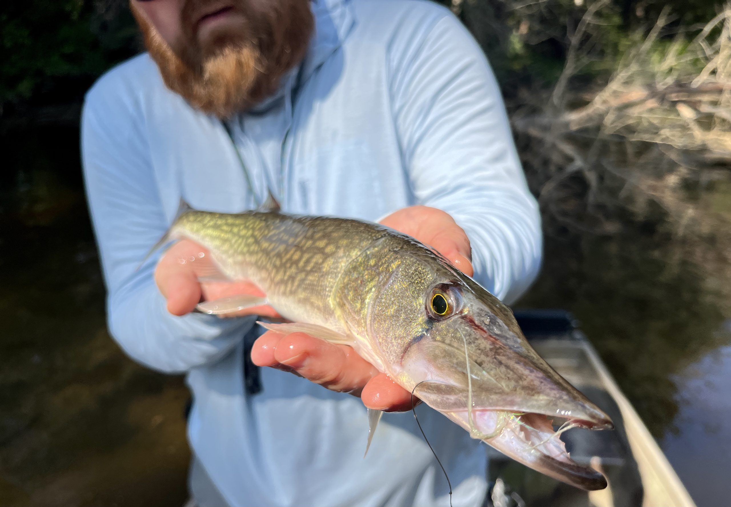 chain pickerel