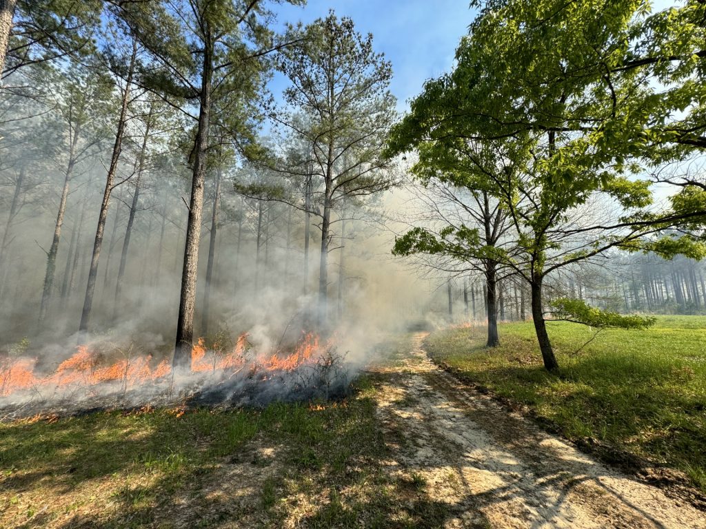 controlled burn