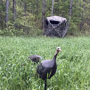 Turkey Blind Tips And Techniques