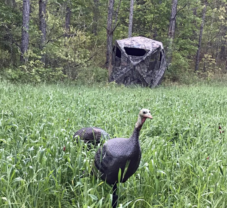 turkey blind