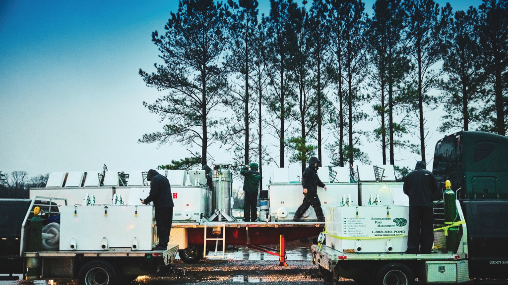 pond stocking golden shiners