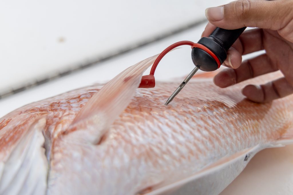 red snapper season venting tool