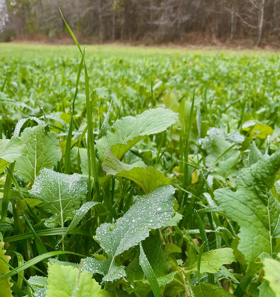 seeding food plots