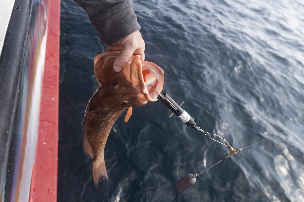 lip grip fish descending device