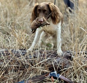 Dog with quail