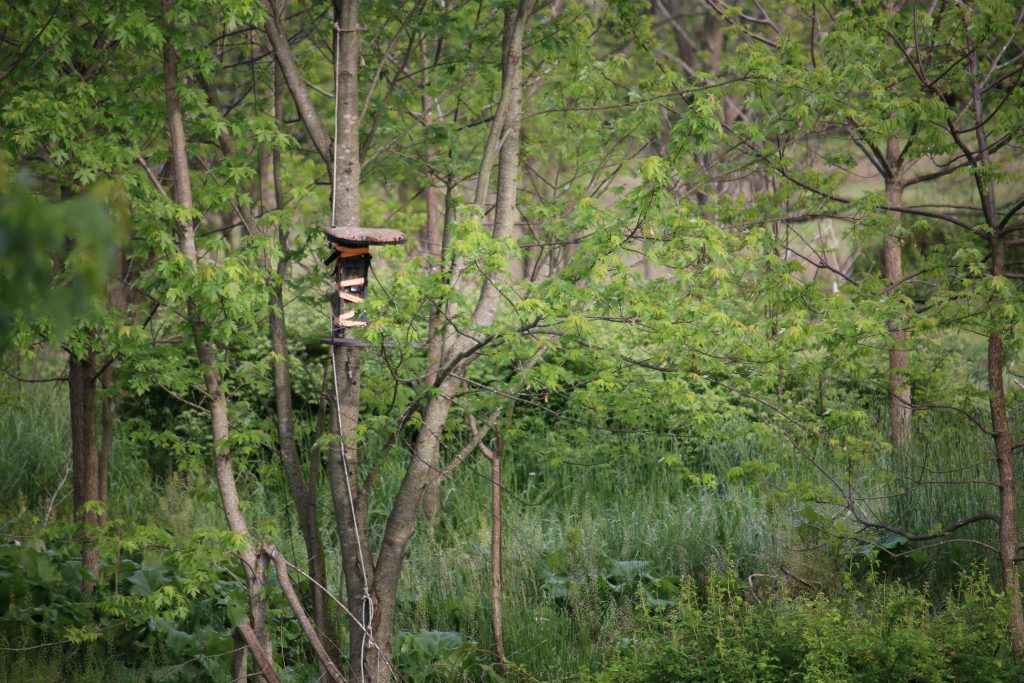 best deer stands