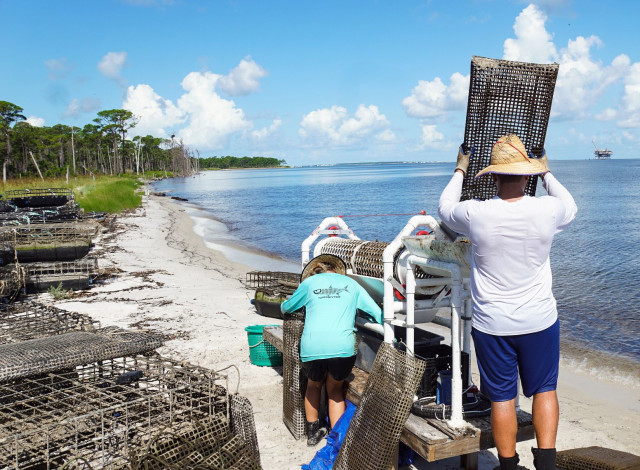 How to grow the best oysters