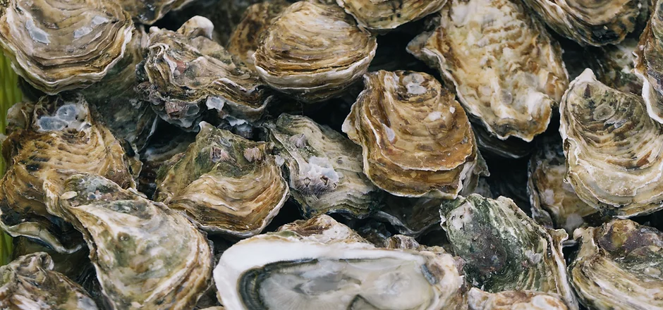 In-the-shell oysters