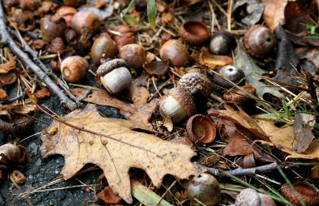 Acorns on the ground