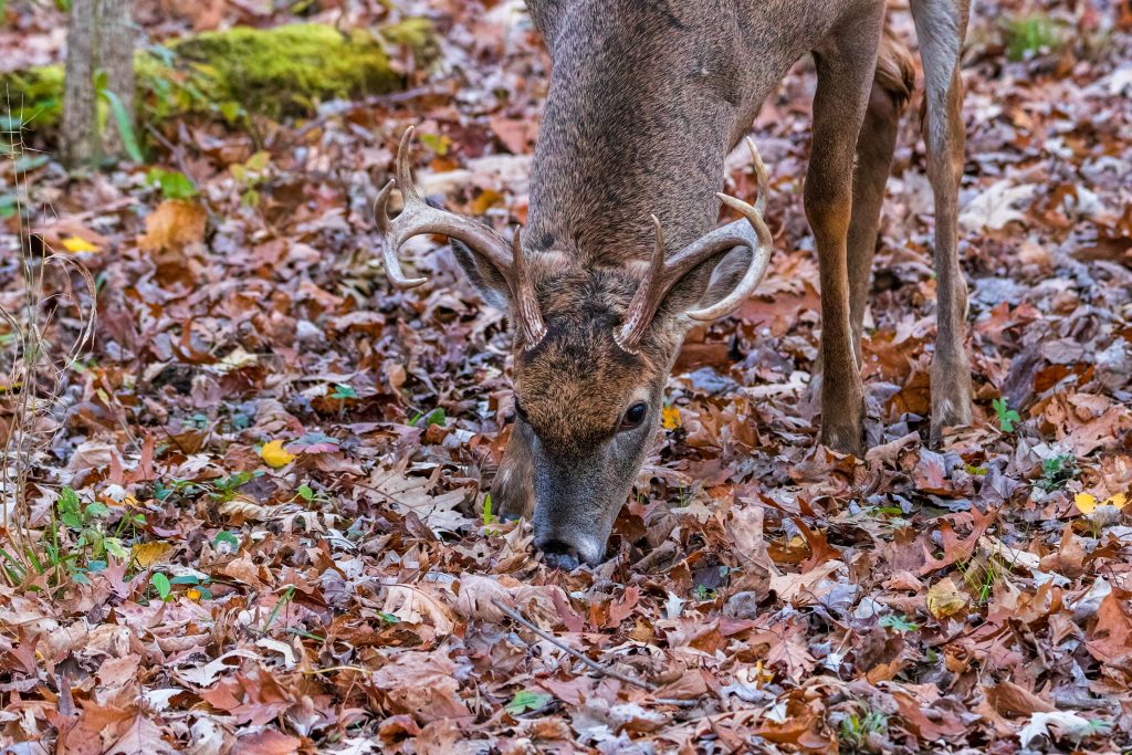 A deer eating in the woods
