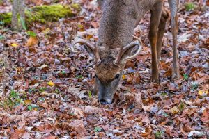 A deer eating in the woods