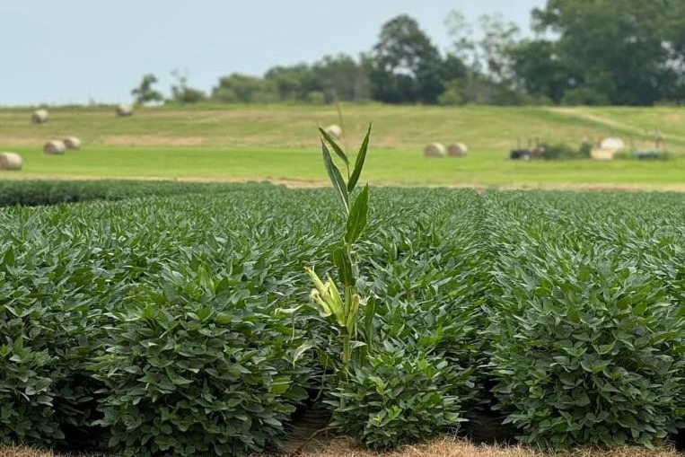 crops in a field