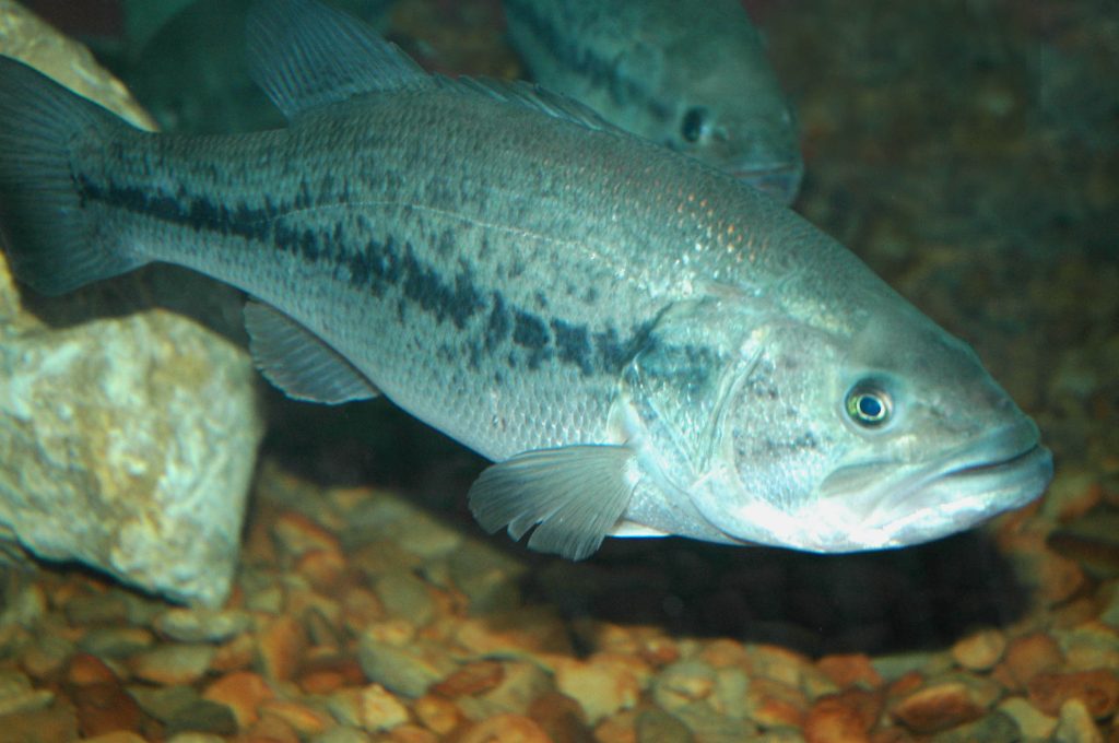 bass fishing in Mississippi