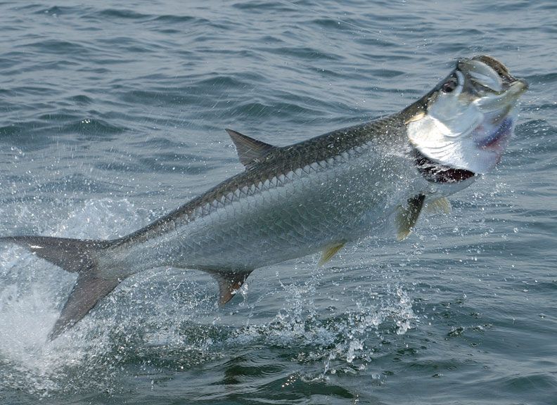tarpon