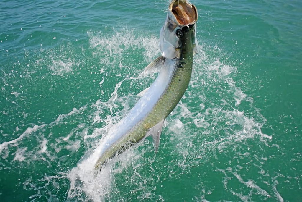 tarpon