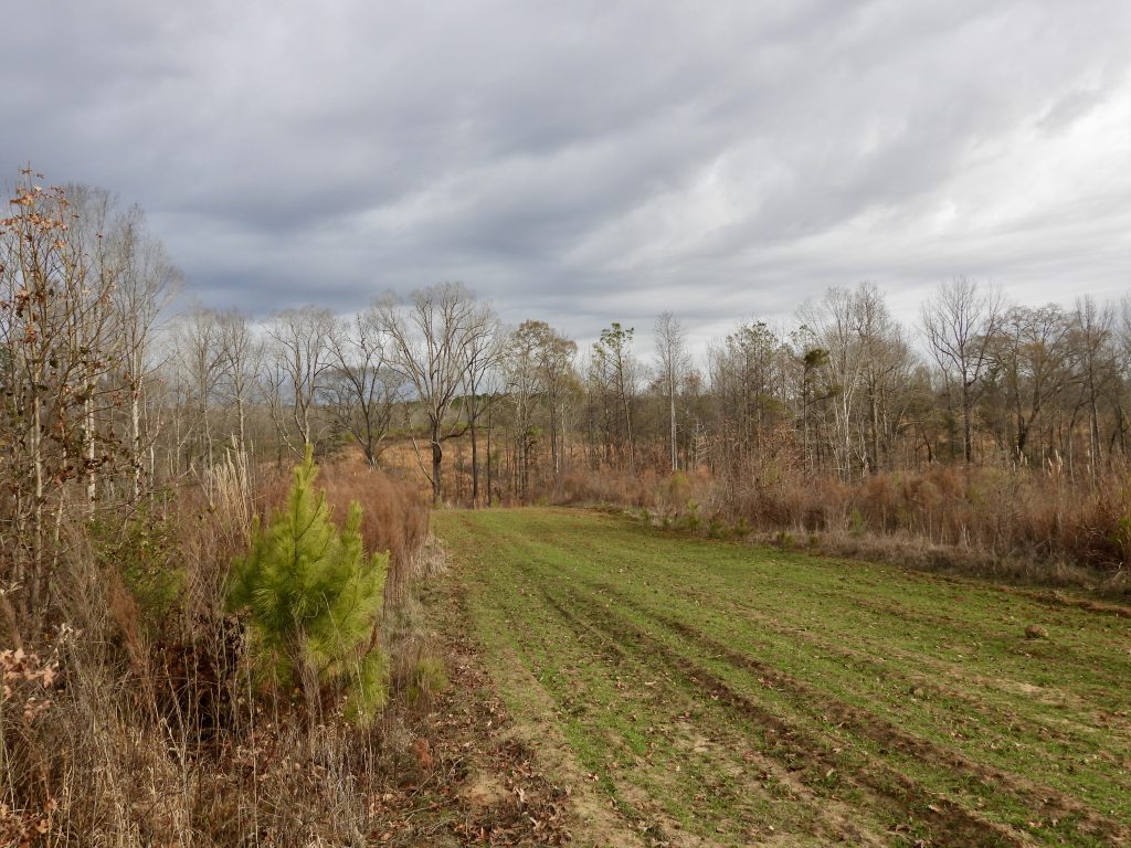 A field in a wooded area