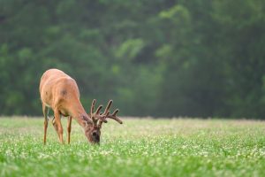 A deer in a new food plot.
