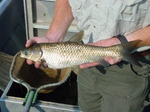 Carp for weed control