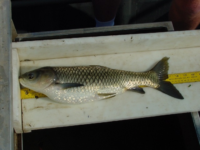 Carp fish