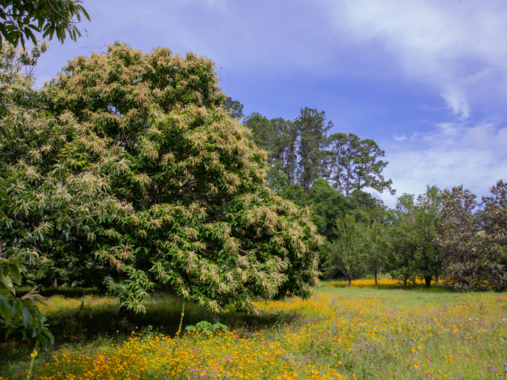 Dunstan chestnut trees
