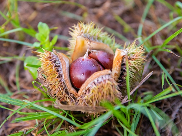 hybrid chestnut trees