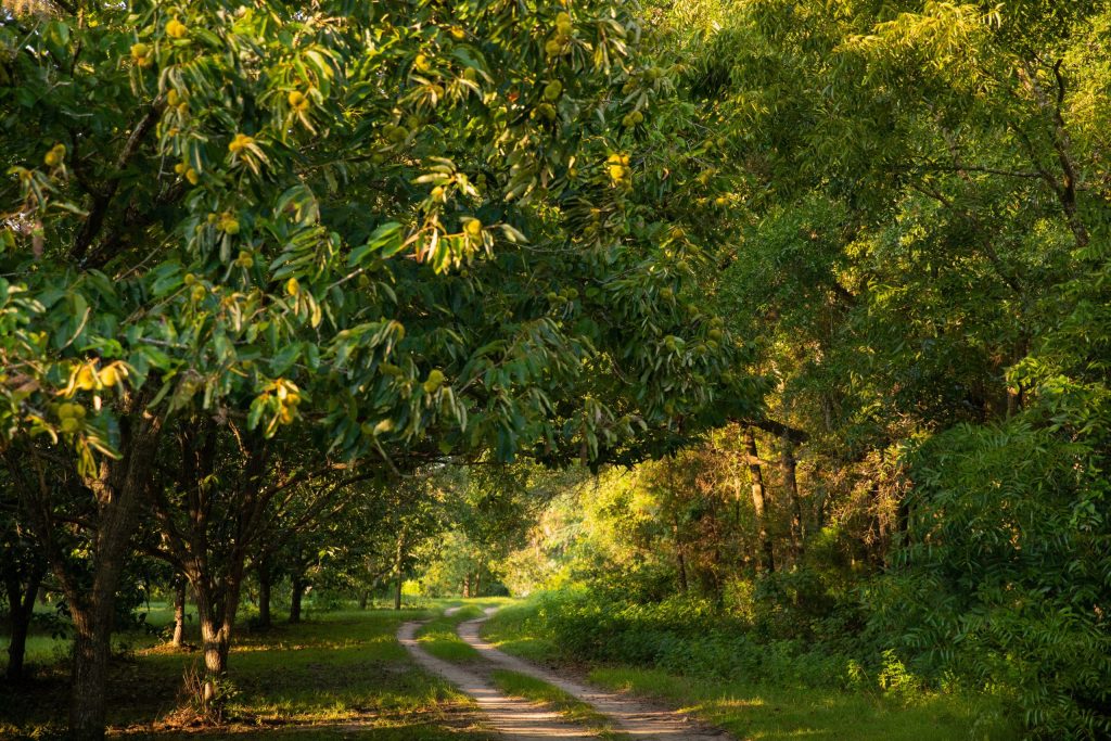 hybrid chestnut trees