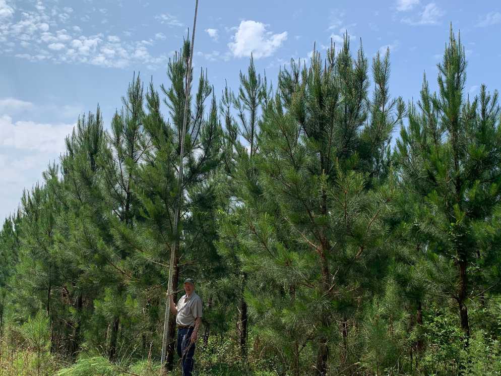 pine seedlings