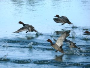 ducks take flight