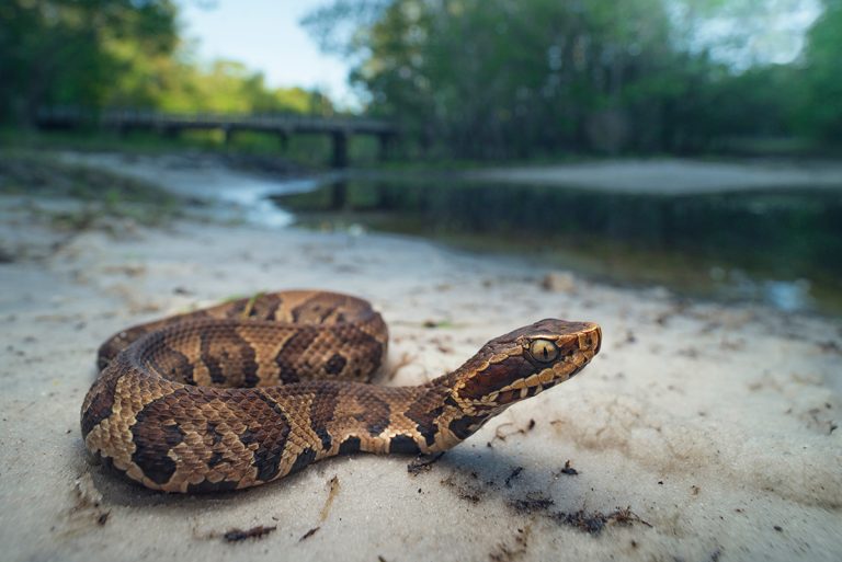 cottonmouth snake in Florida