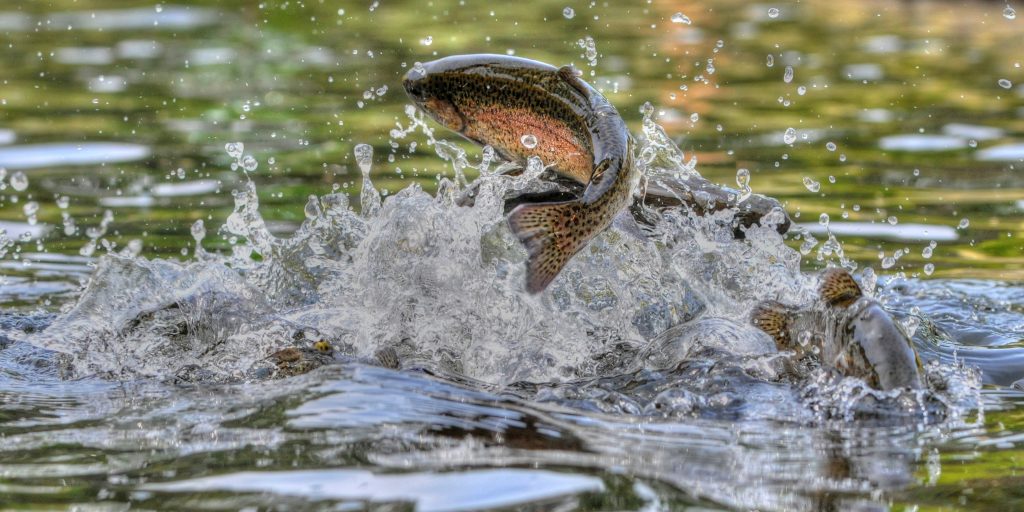 live trout fish for pond stocking
