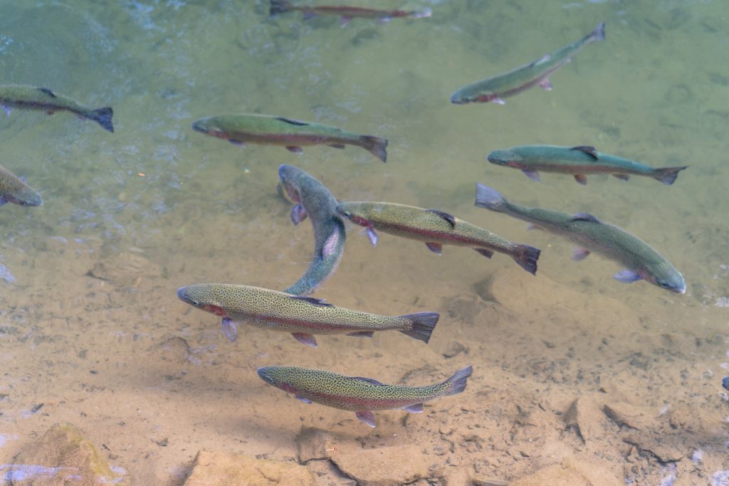 rainbow trout