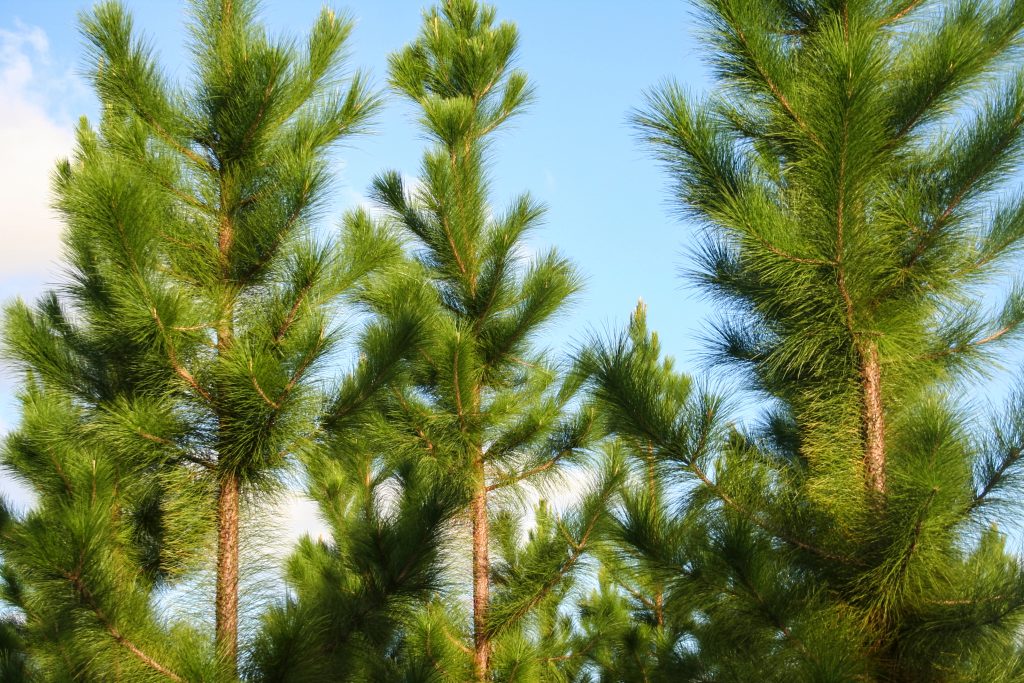 pine trees carbon credits