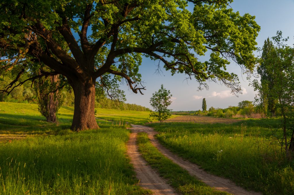Oak trees in a field