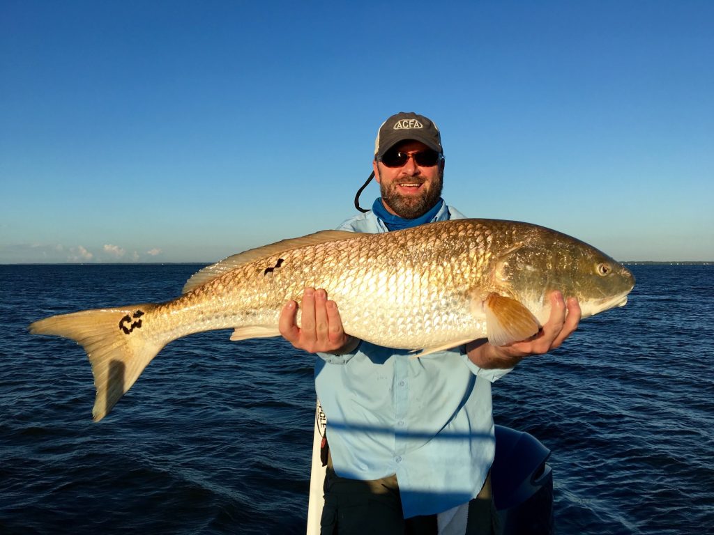bull redfish