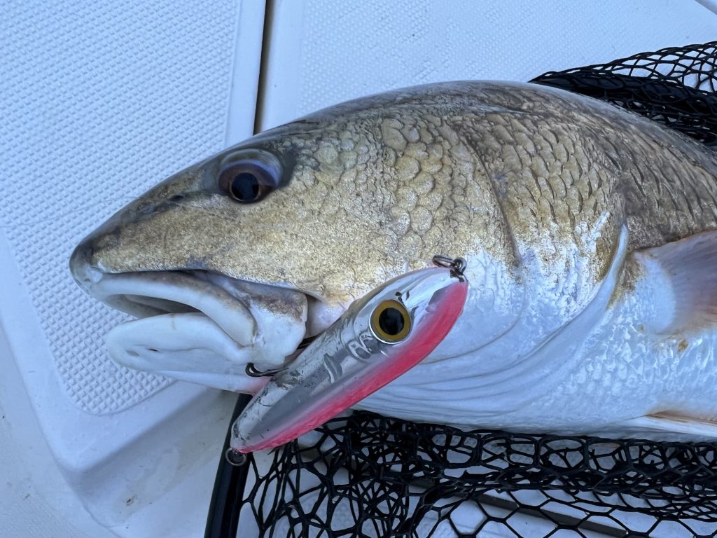 hooked bull redfish