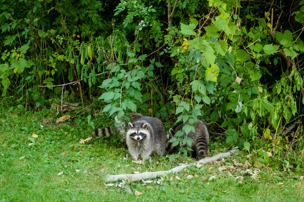 Predator Control Racoons Calling in Raccoons: An Alternative Method of Nest Predator Management