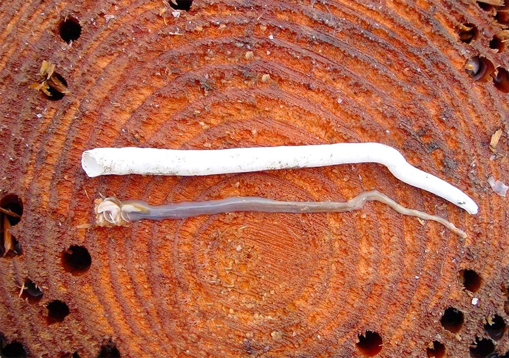 ocean borers shipworms
