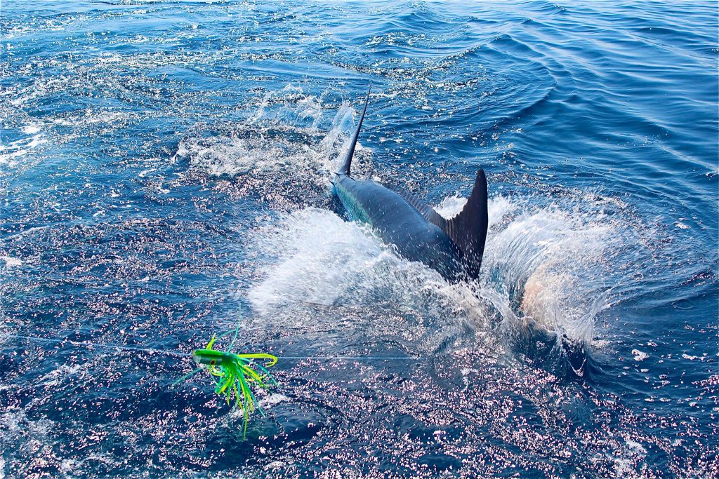 marlin fishing
