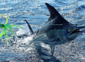marlin fishing