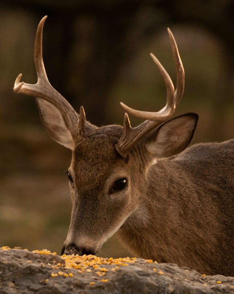 deer feed