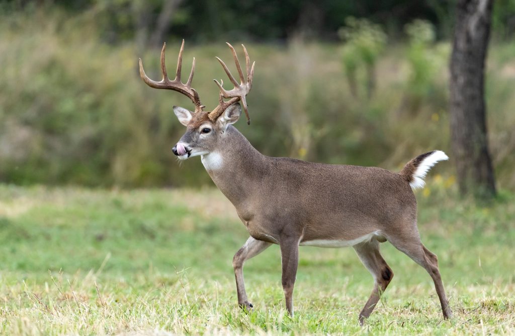 buck in field