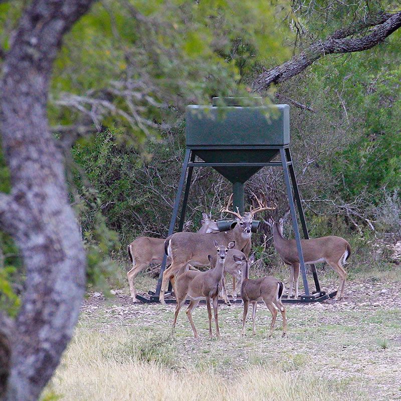 deer feed