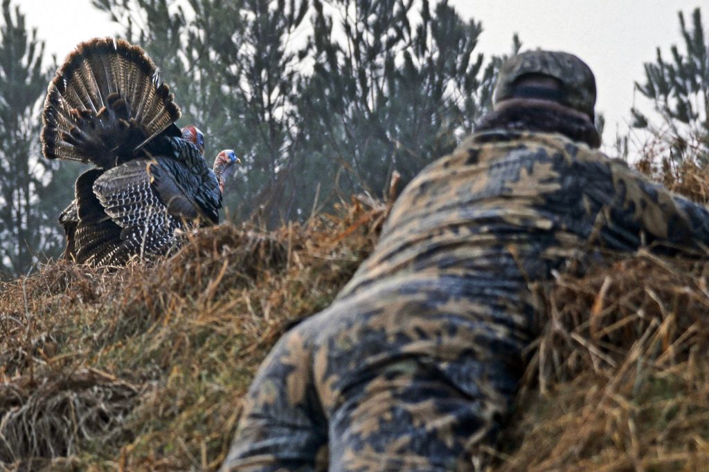 hunting turkey