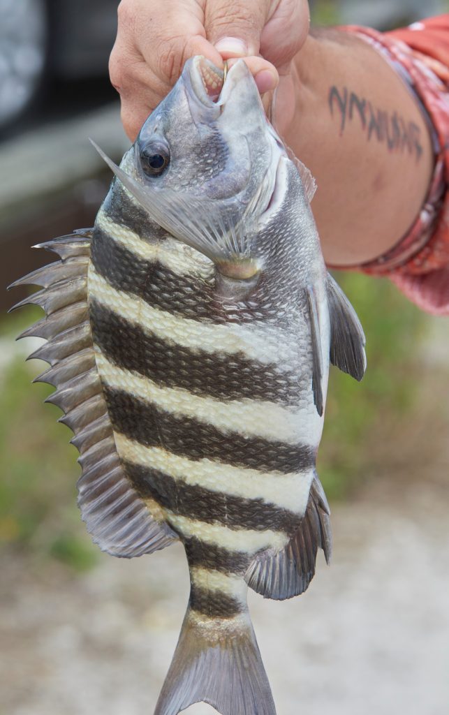sheepshead fishing tricks