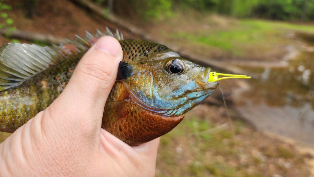 how to catch bluegill