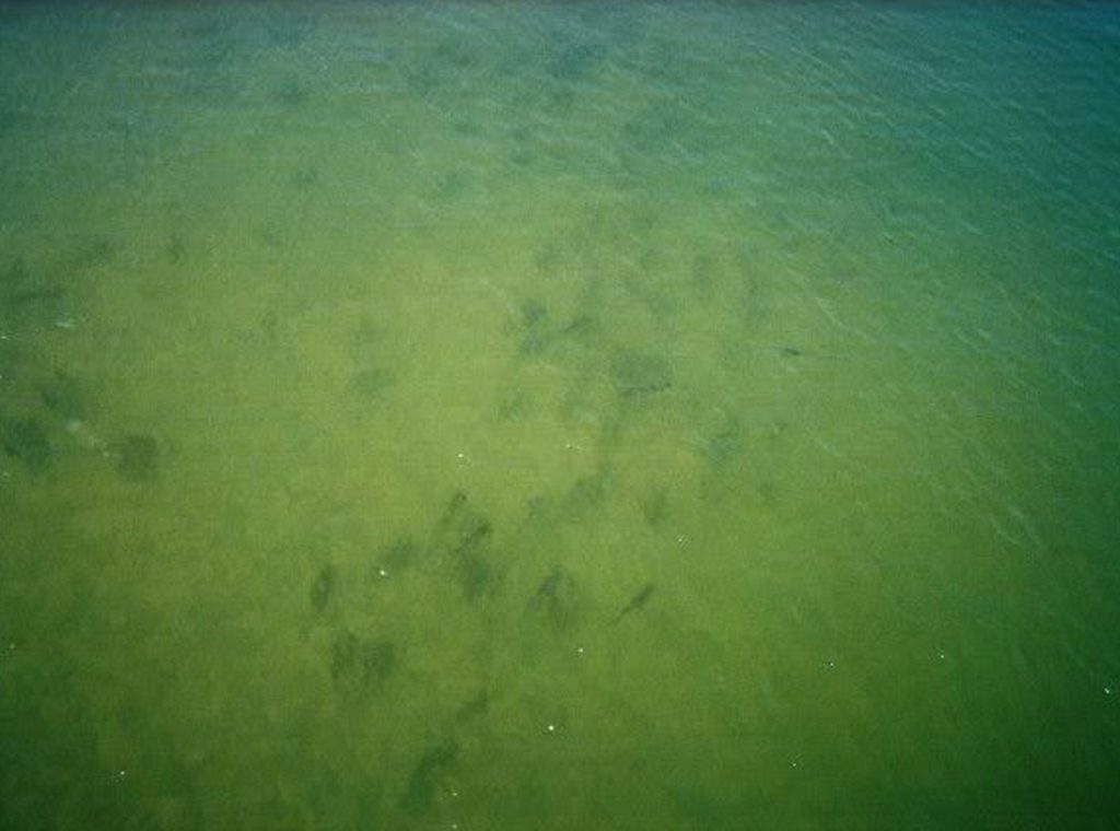 red drum blitz