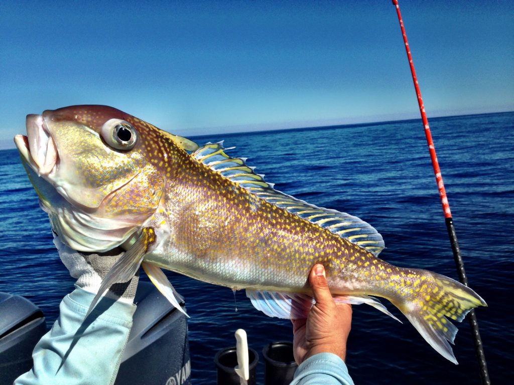 Targeting Golden Tilefish in the Gulf of Mexico